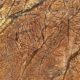 Supplier of Rain Forest Brown in India